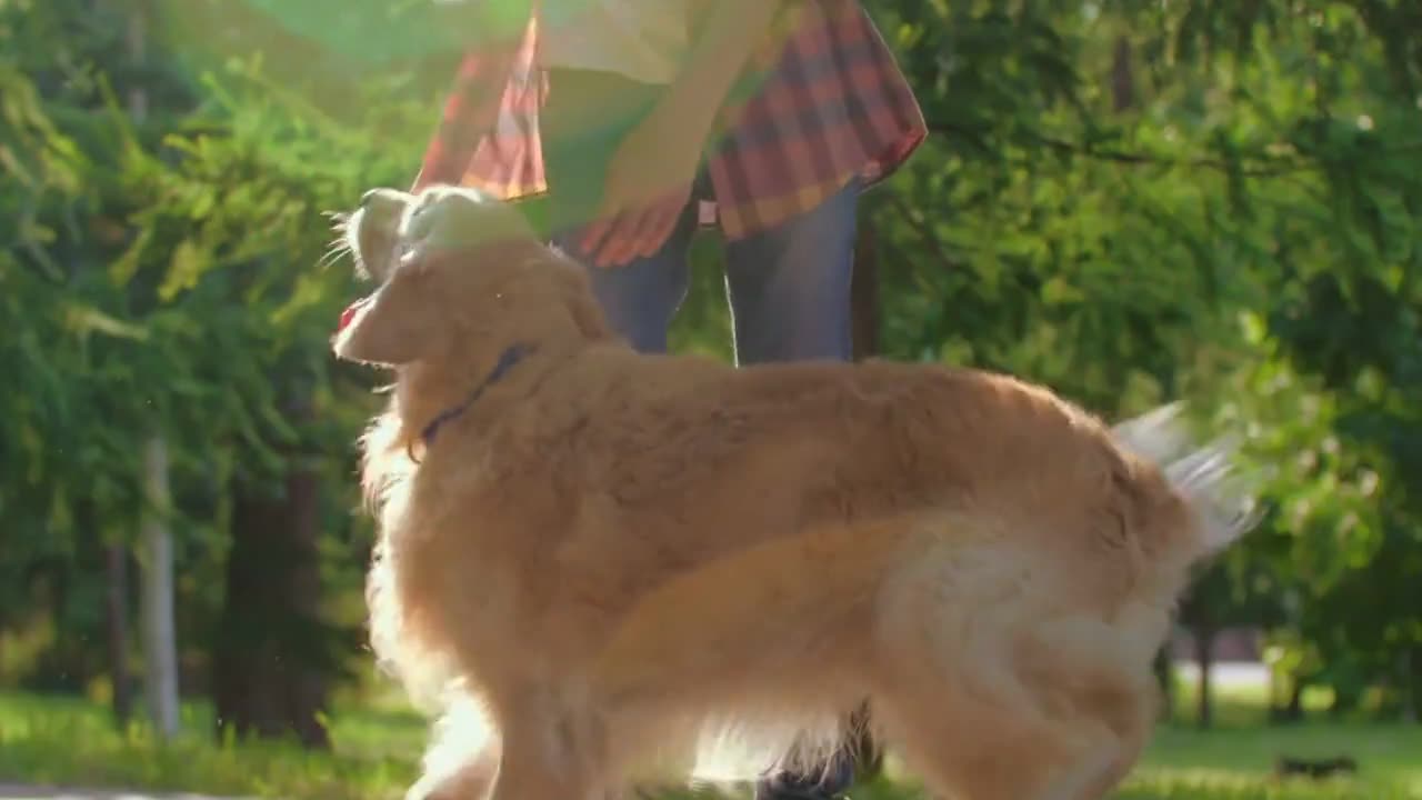 Pawsitively Hilarious: The Life and Times of a Canine Comedian