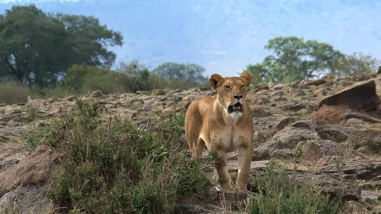 Lioness standing guard on the savanna