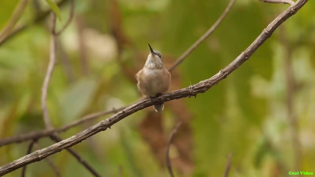 Hummingbird bird - a beautiful selection of music