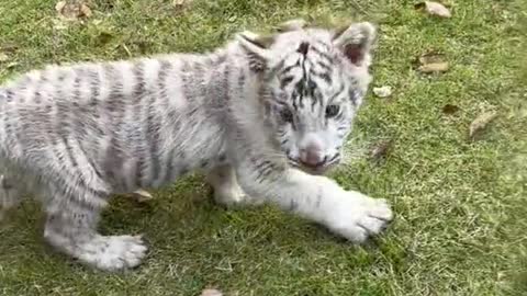 You all say I'm cute.# Tiger