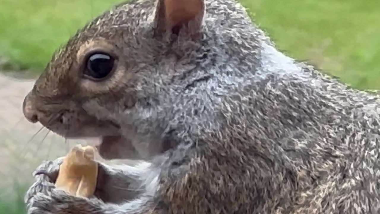 Cute Squirrel