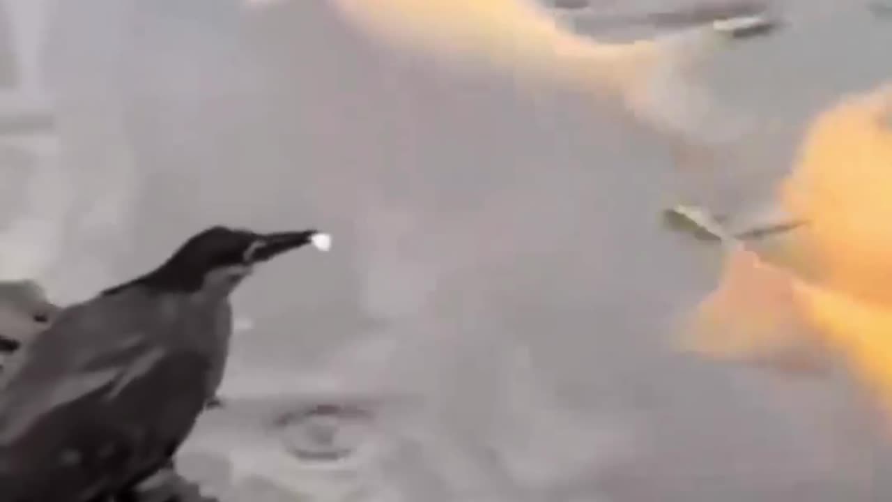 Cool Crow 🤣🤣