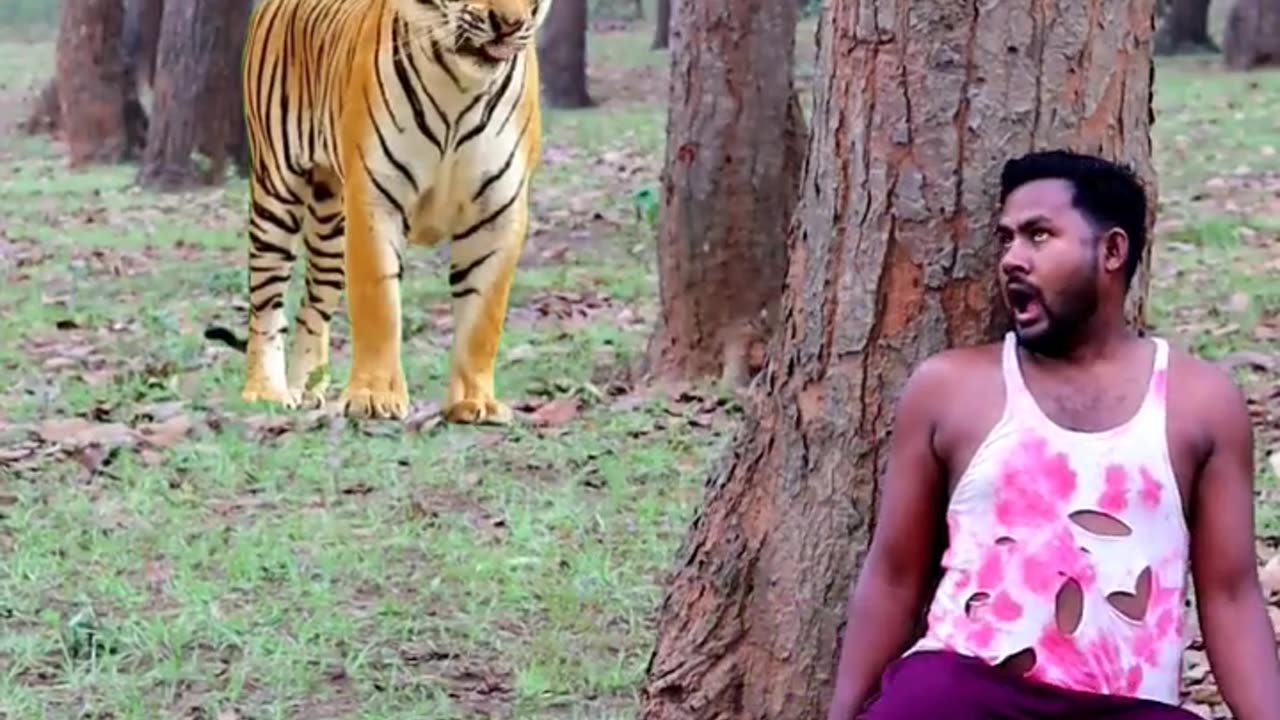 Horrible tiger video animallove tiger #tiger #video #normal video hashtag