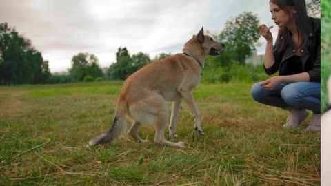 🐕 Basic Dog Training – TOP 7 Basic Commands Every Dog Must Know!