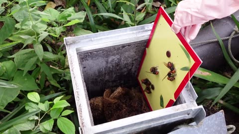 Why are giant hornets poking their heads into this beehive (with subtitles)