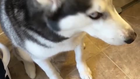 Guilty Husky tries to throw the blame