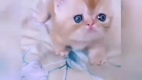 Baby Cats - Cute & Funny Cat Videos Compilation I Funny Cat Videos I 🐱 Part 62