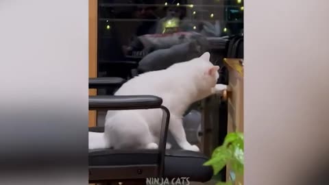 Funny videos