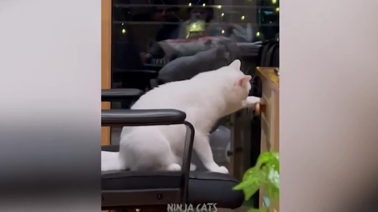 Funny videos