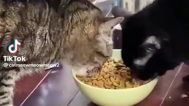 Cats funny videos complilation