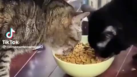 Cats funny videos complilation