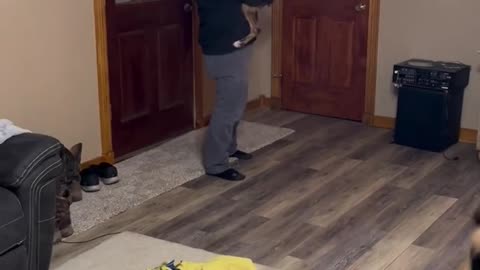 Happy Boxer Leaps into Mans Arms