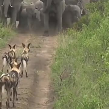 so many elephants attacked on wild dogs #short #animal #shortvideo