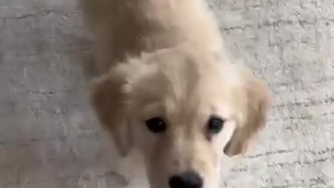 I am your dogiiii