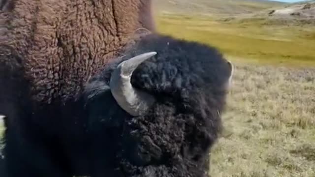 Bison