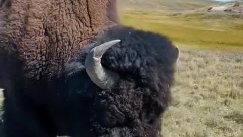 Bison