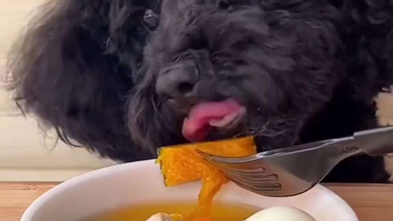 Black Dog eating