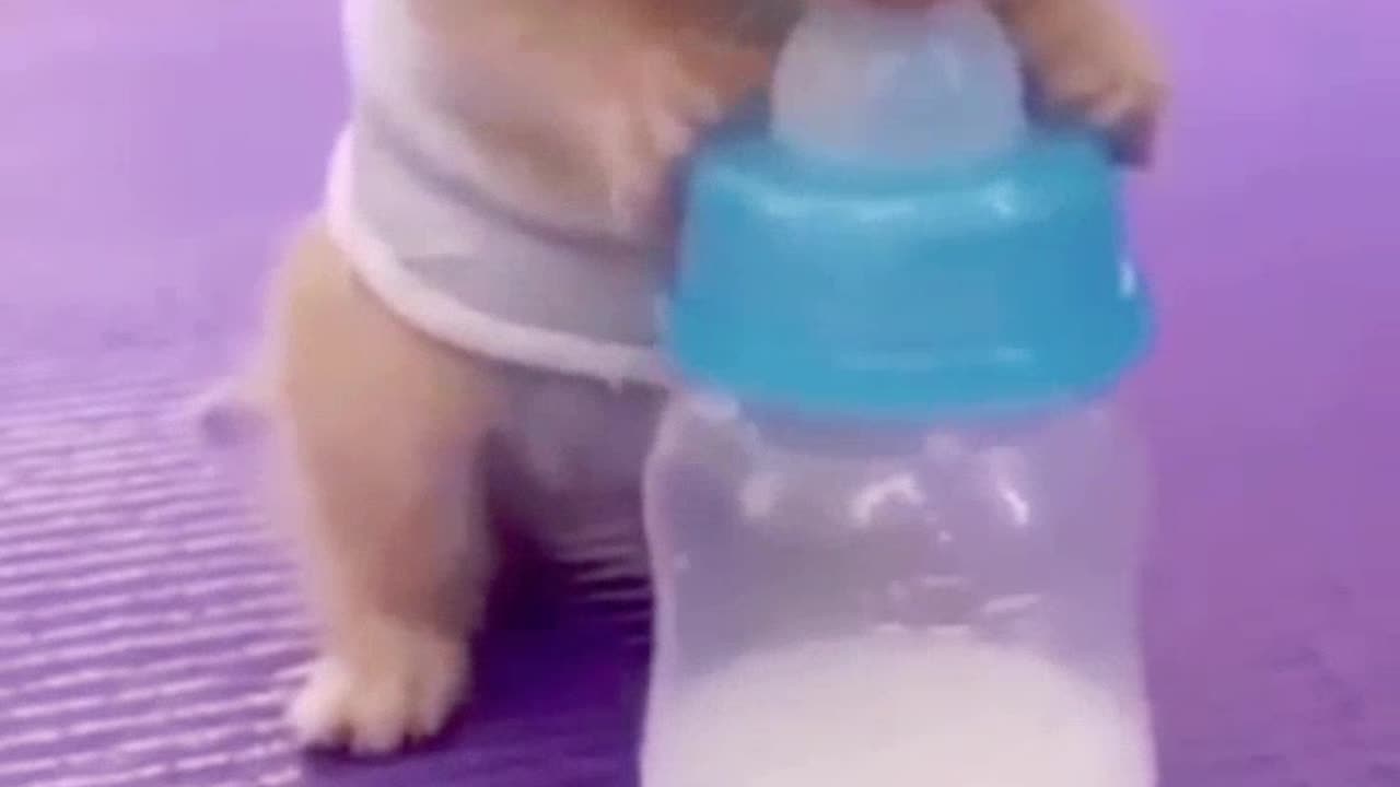 Baby cat #cute cat #funny video🤣🤣