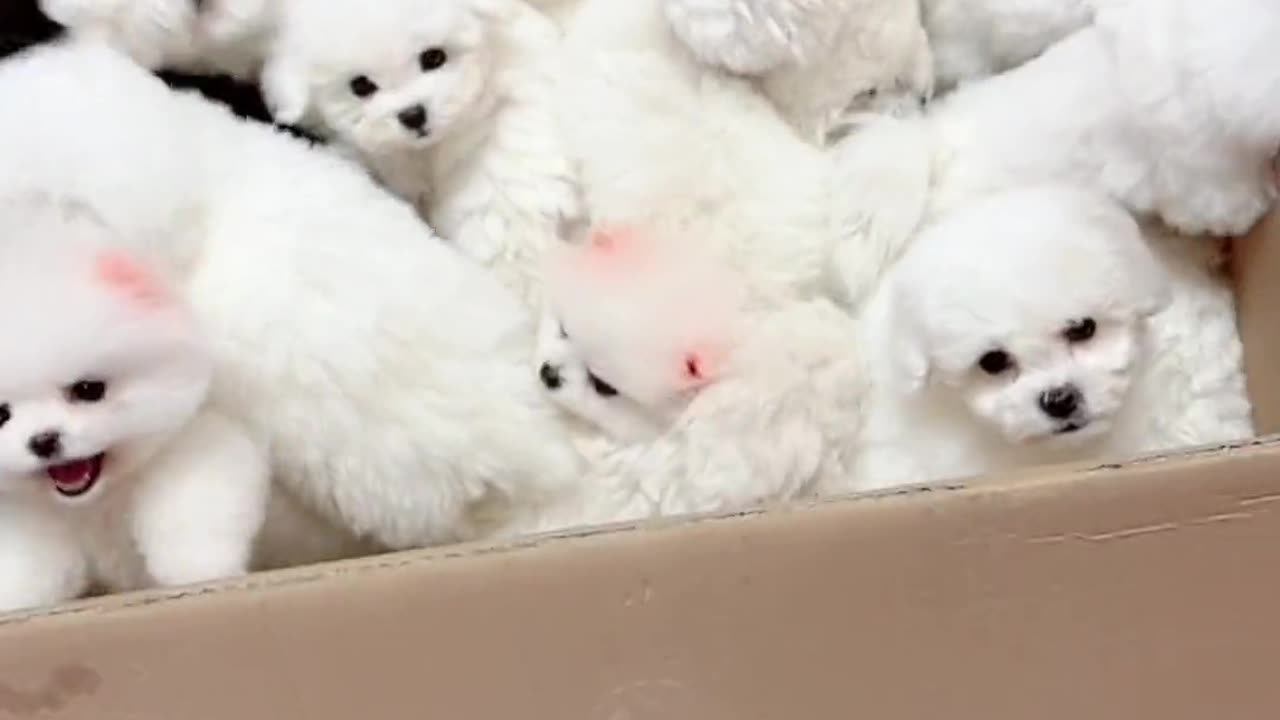 A bunch of Cuties