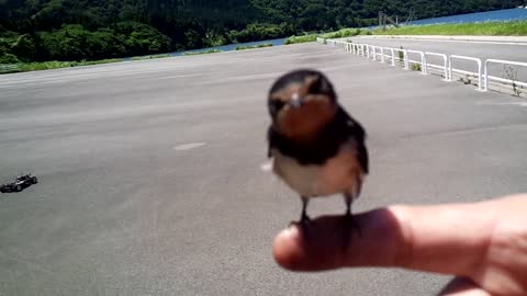 てのりツバメ