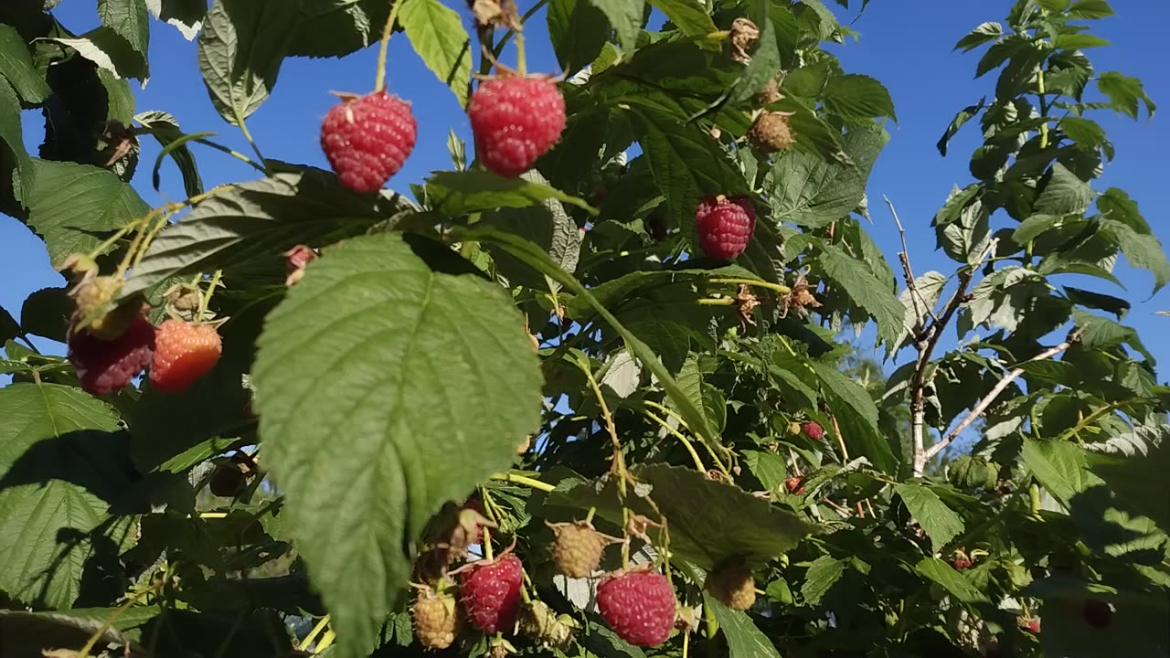 More Raspberries