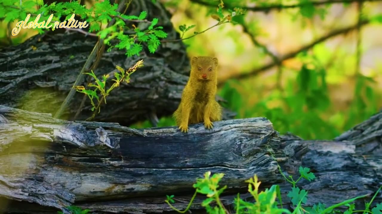 Wild Animals Of South Africa_African Wildlife_global nature