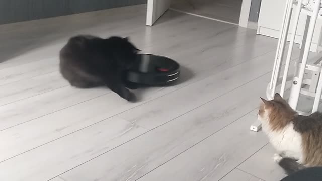 Robot Vacuum Runs Over Cat's Tail