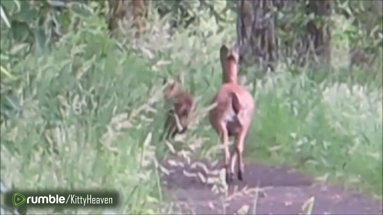 Baby Deer (Fawn) Jumping & Hopping - CUTEST Compilation