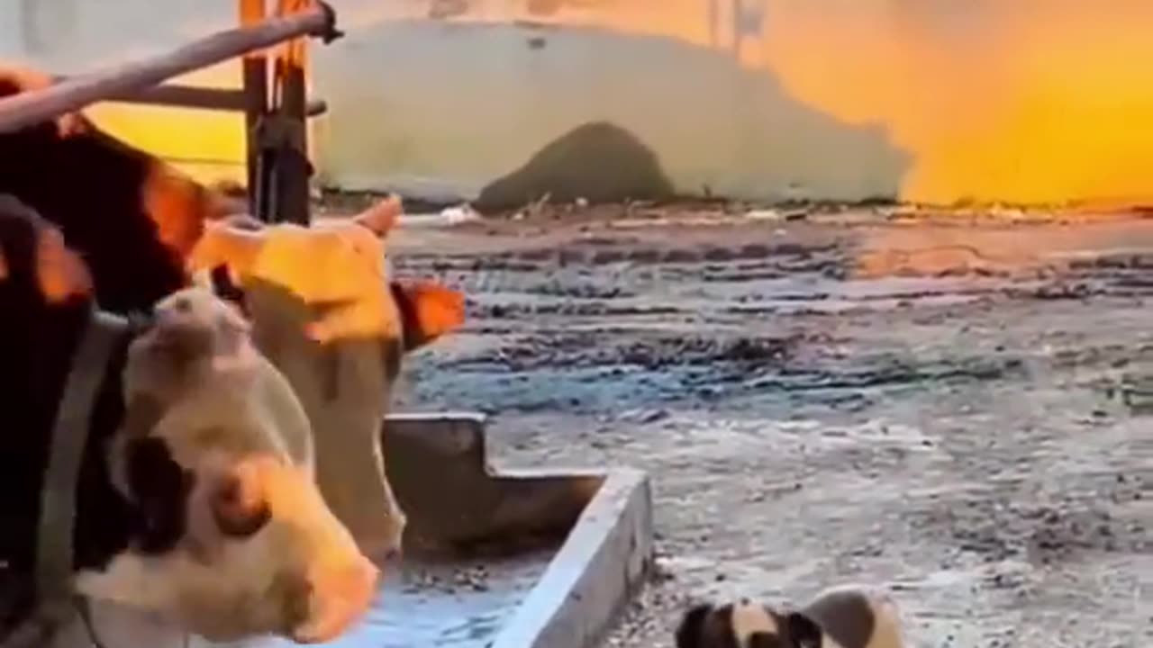 Funny act of pet animals