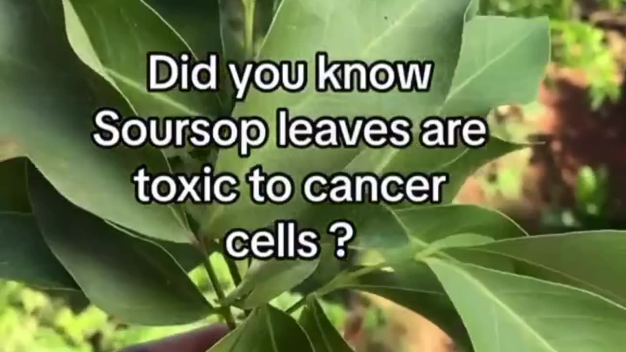 The soursop plant is excelent against cancer