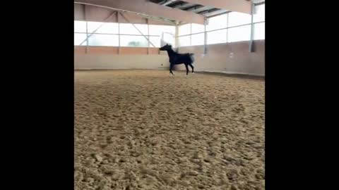 Funny and Cute Horse Videos That Will Change Your Mood For Good