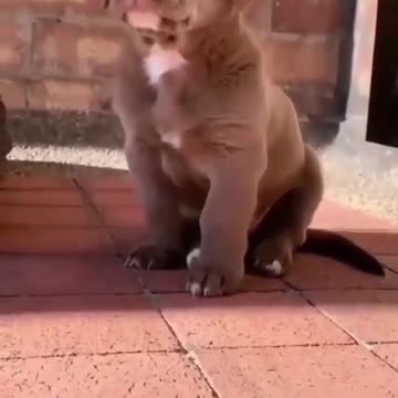 Super Cute Dog Tranig Reaction compelation TRY NOT to laugh