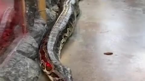 A large snake with man