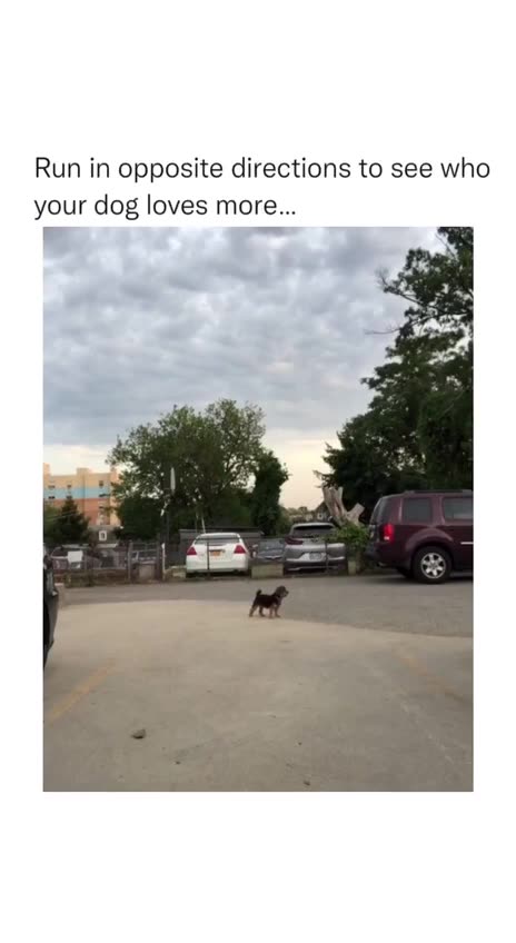 It thinks it wins on all fronts 😂 Join 👉 Funny Videos