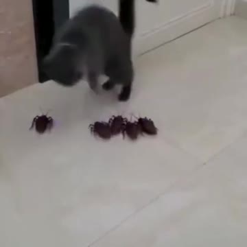 PAPA CAT VS FAKE COCKROACHES 😱😂😂😂 SOO FUNNY 😂😂😂😂😂HE WAS SCARED 😂😱❤️❤️❤️ #SHORTS