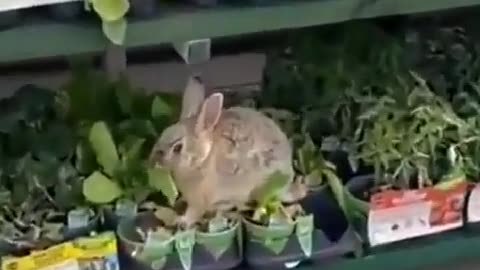 rabbit living the dream.