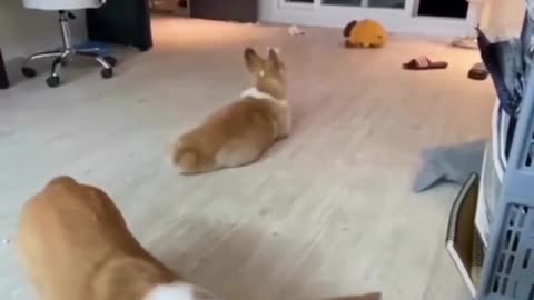 Lol Funny Pets! 🤣😹🐶#shorts