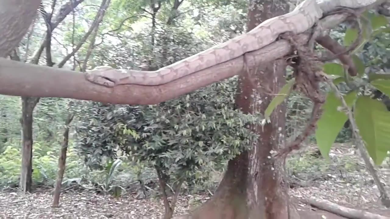 snake calm on the tree branch 🐍