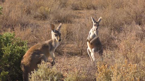 The Complete Collection of Wild Animals in 8K Ultra HD on 8K TV