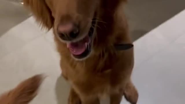 Training chip 🐶 🐶 🐶