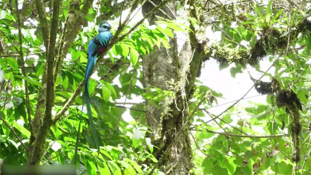 Todos os tipos de animais que vivem na floresta tropical do Brasil levam você ao mundo animal #21