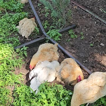 OMC! Why do chickens like rolling, sleeping, and pecking in dirt so much? #chickens #why #shorts