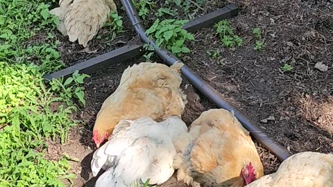 OMC! Why do chickens like rolling, sleeping, and pecking in dirt so much? #chickens #why #shorts