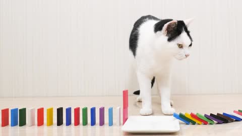 cats_and_domino