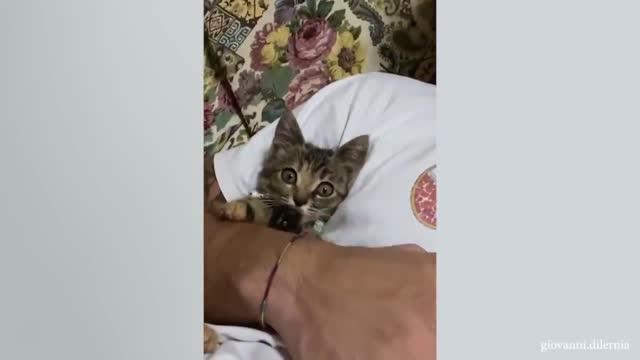 little angel is the cutest cat