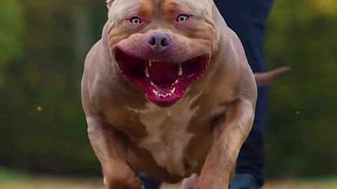 Hercules dog👀👀👀