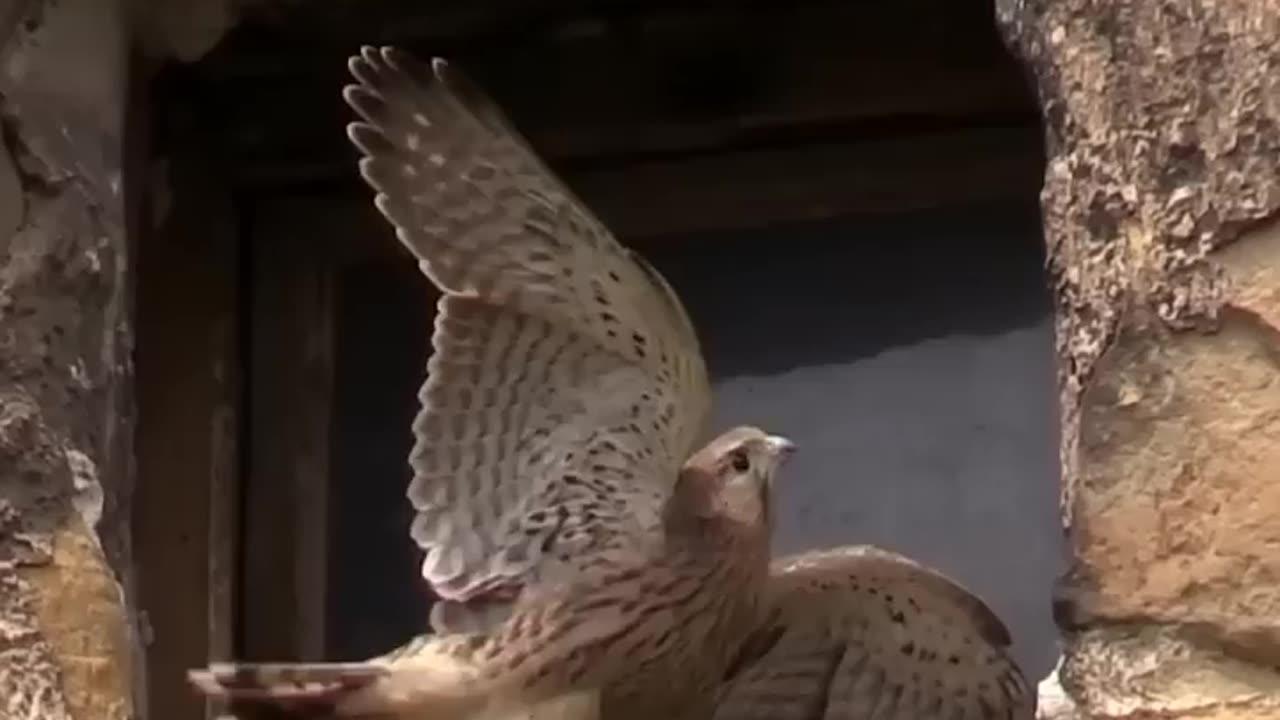 Amazing video peregrine falcon's dizzying