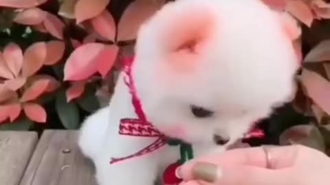 Cute dogs video