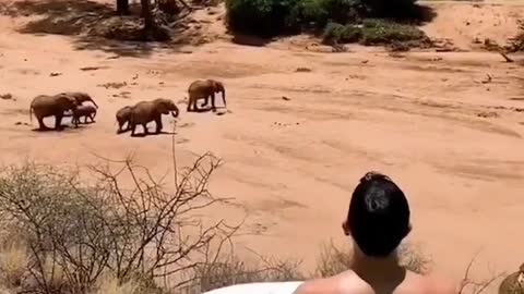 Forest elephant 🐘 view swimming pool point