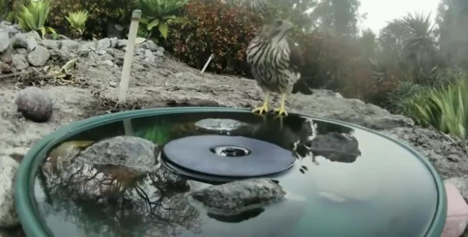 A variety of wild animals visiting a water fountain.